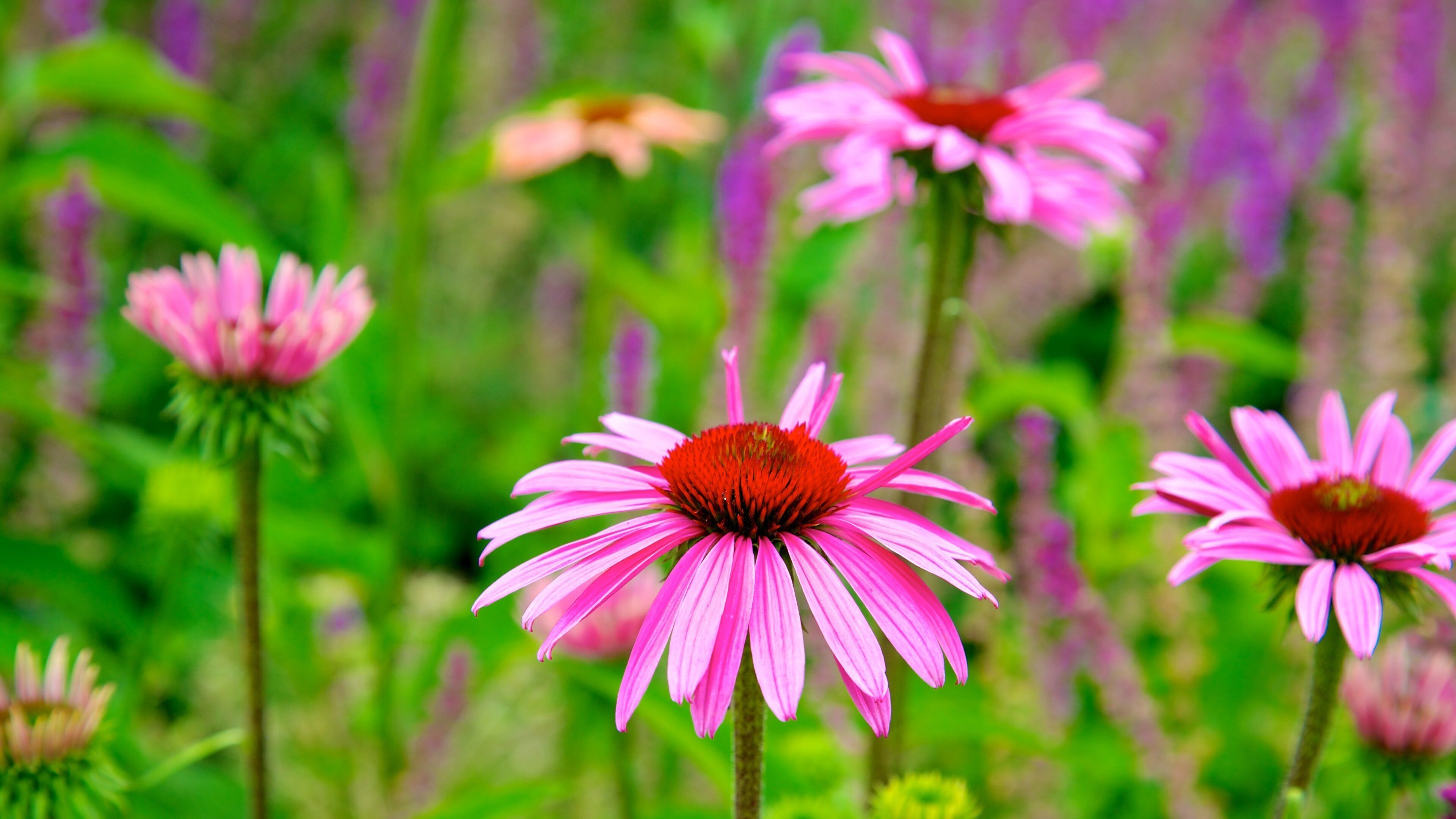 Toronto Botanical Garden showing wildflowers, a garden and flowers
