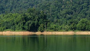 Beautiful image of rain-forest with reflection in water at Royal Belum State Park, Gerik Perak Malaysia.