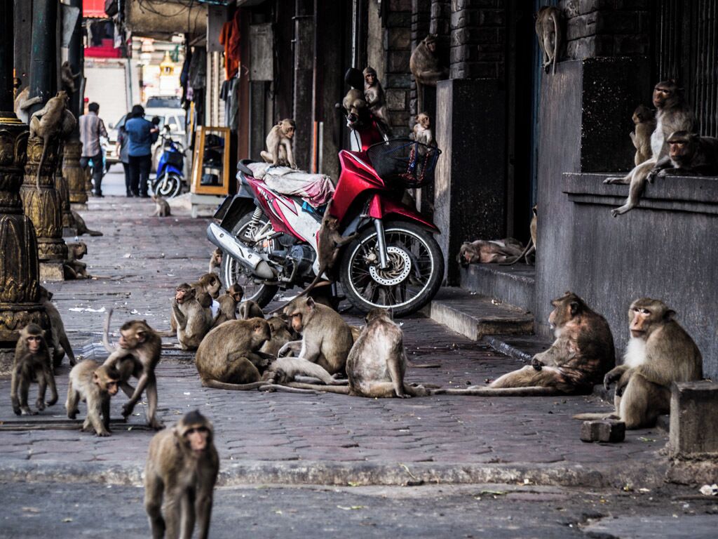 The weird and wonderful town of Lopburi is the place to go if you want to see what it'll be like when monkeys rule the world. These little guys have completely taken over the centre of the city and humans are losing the battle. They're cute and disgusting in equal measure... don't miss it if you're in Thailand.
