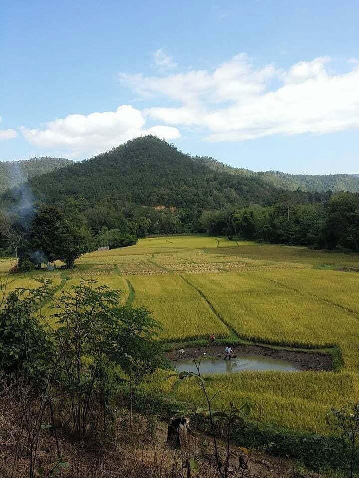 A rice paddy field with a small pond, surrounded by trees and hills.