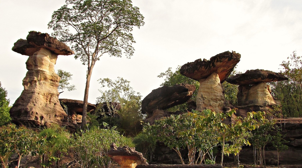 Sao Cha Liang, cool mushroom-shaped rock formations in Pha Taem National Park. Looking like something out of the old Road Runner cartoons, this area was filled with inspired artists trying to recreate them on canvas.
These can be found in other areas of Isan (such as in Mukdahan National Park a bit further north), but being able to also see ancient rock paintings and the first sunrise over Thailand make this park a great destination.
#thailand #phataem #nationalpark