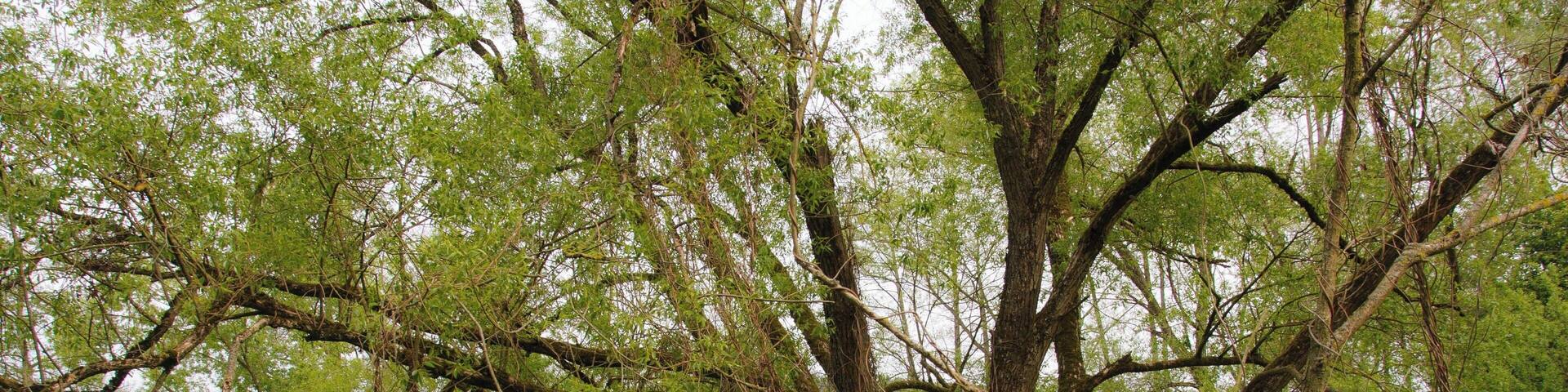 Bewachsener Baum im Naturschutzgebiet „Kinzigaue bei Gelnhausen“