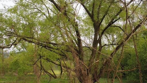 Bewachsener Baum im Naturschutzgebiet „Kinzigaue bei Gelnhausen“