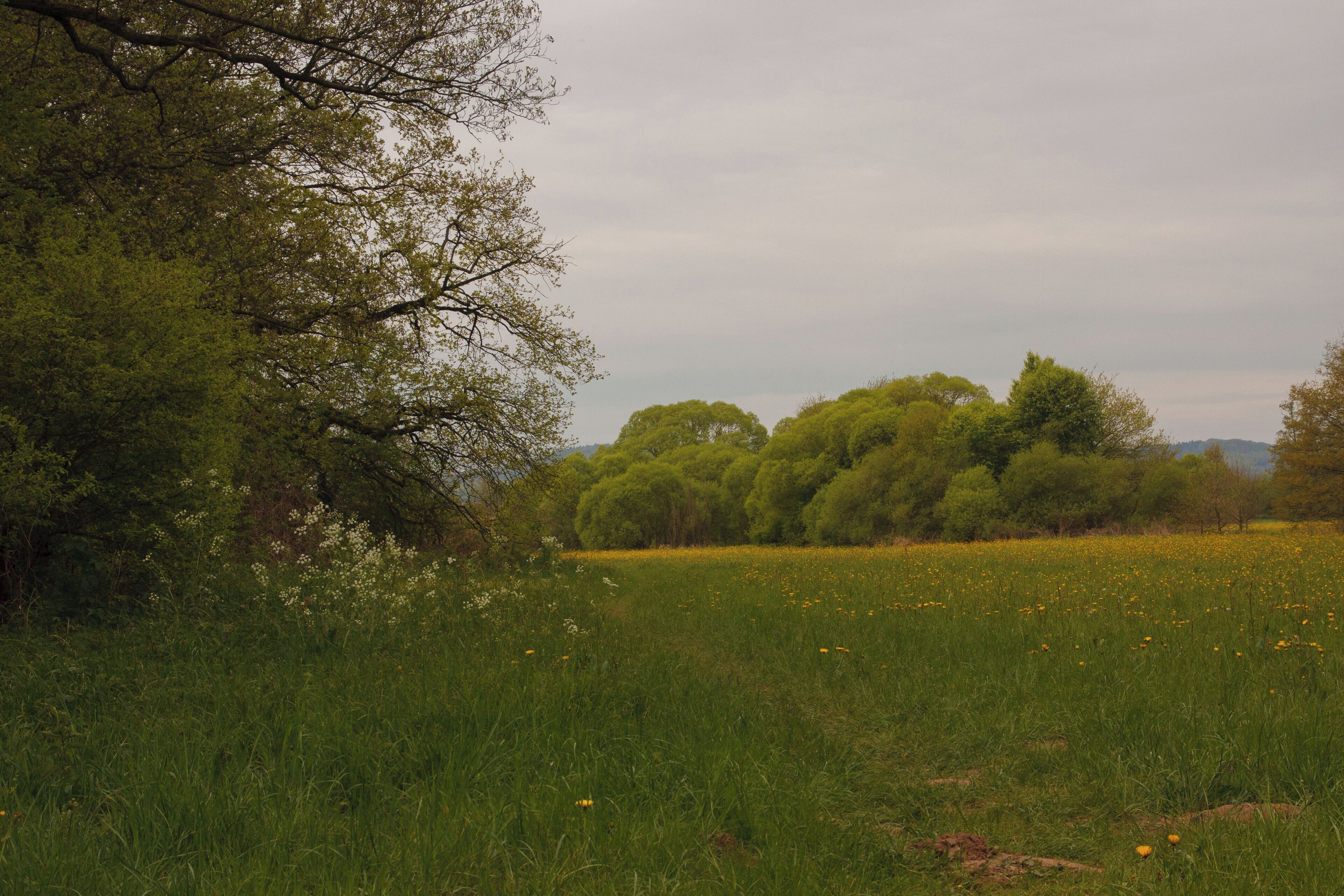 Wiese mit gelben Blüten im Naturschutzgebiet „Kinzigaue bei Gelnhausen“