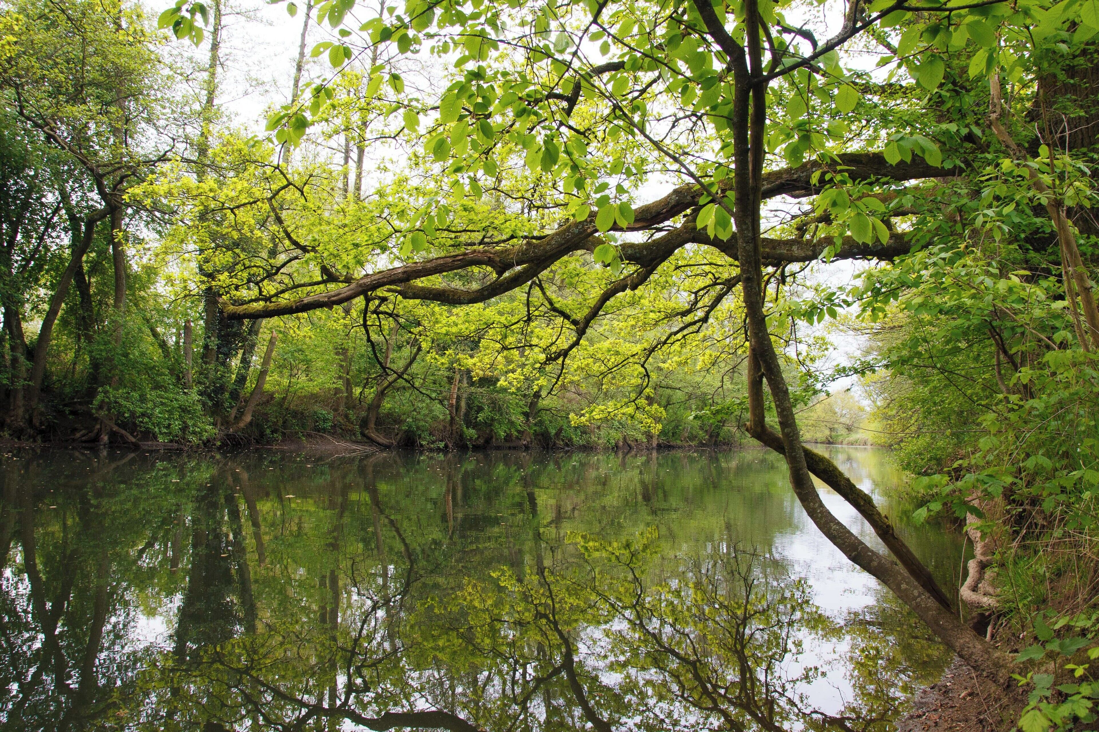 An der Kinzig im Naturschutzgebiet „Kinzigaue bei Gelnhausen“