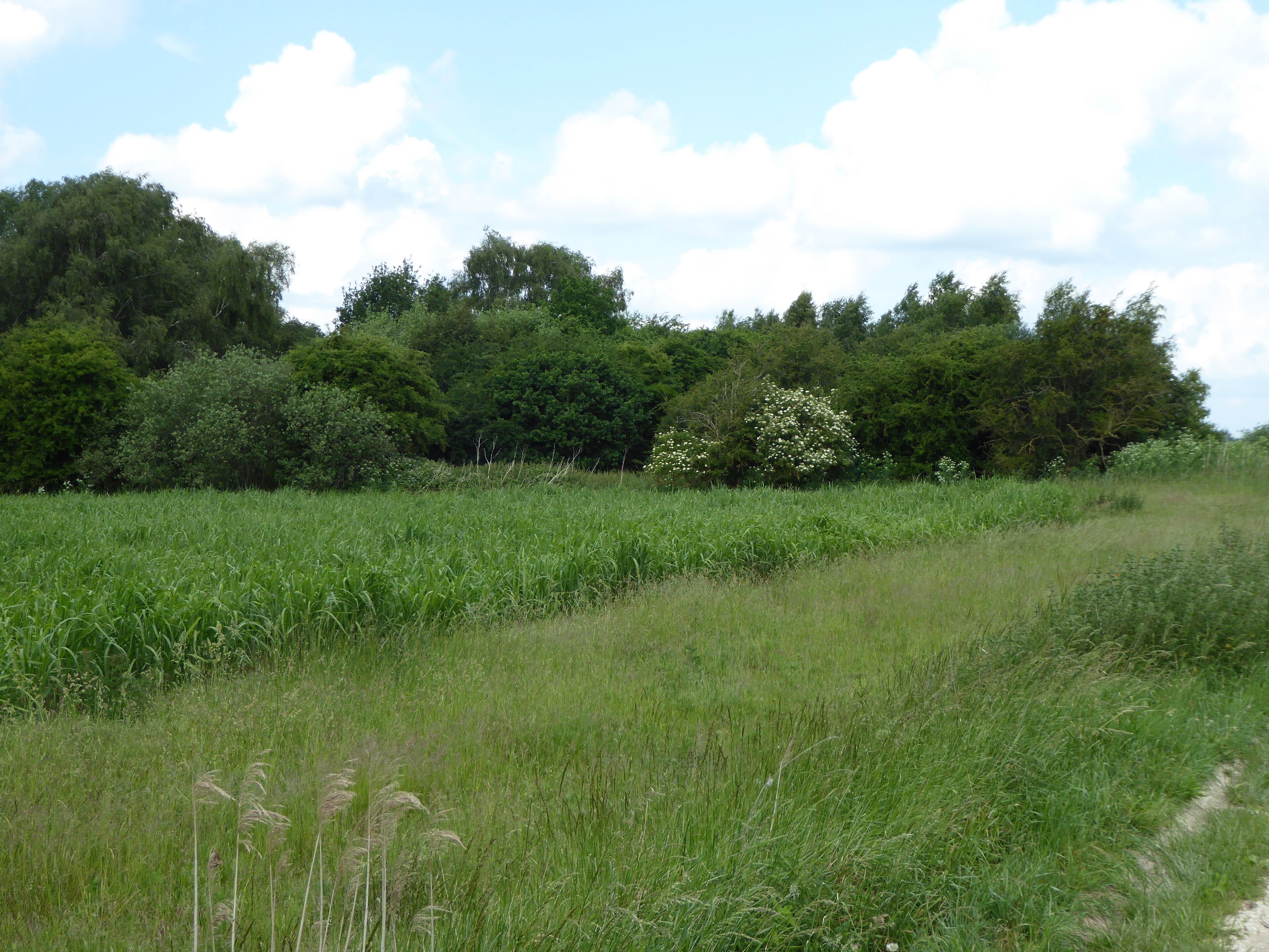 Lakenheath Poor's Fen is a biological Site of Special Scientific Interest west of Lakenheath in Suffolk.