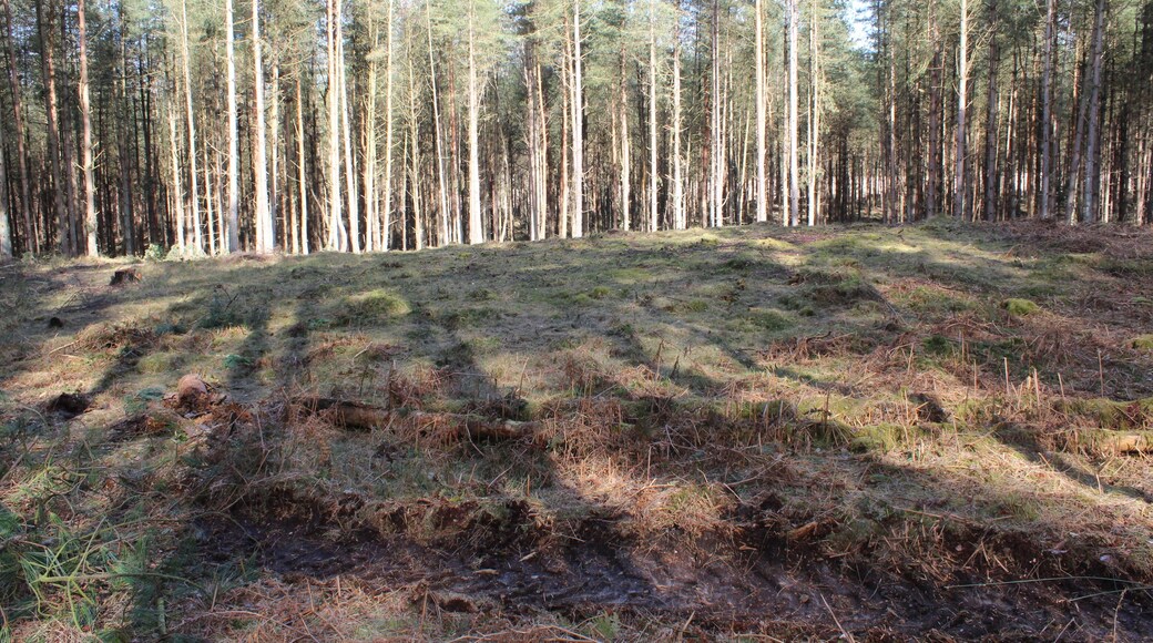 Bowl barrow 380m south west of Santon House, near Santon Downham, Suffolk.