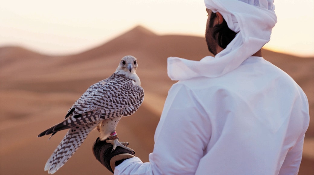 Yas Island featuring desert views and bird life as well as an individual male