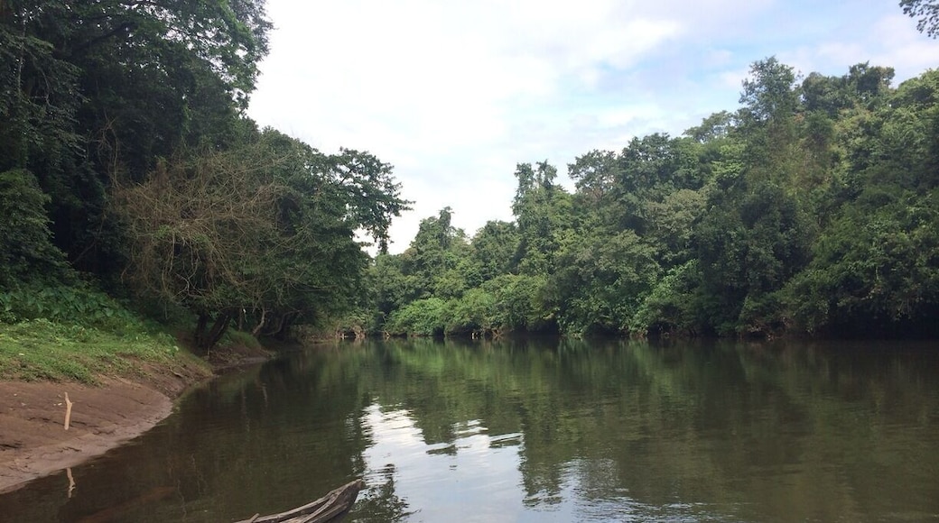 Blavana, near Pooyamkutty, Malayatoor forest division, Kerala