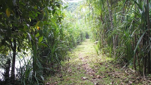 Exploring the Bird sanctuary at Thattekad.