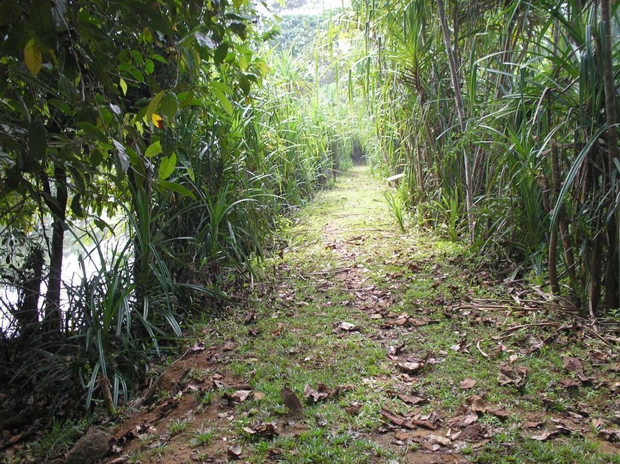 Exploring the Bird sanctuary at Thattekad.