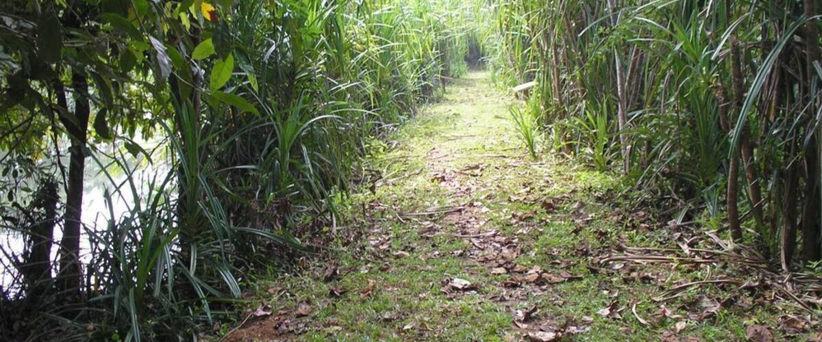 A narrow path flanked by dense vegetation and a body of water.