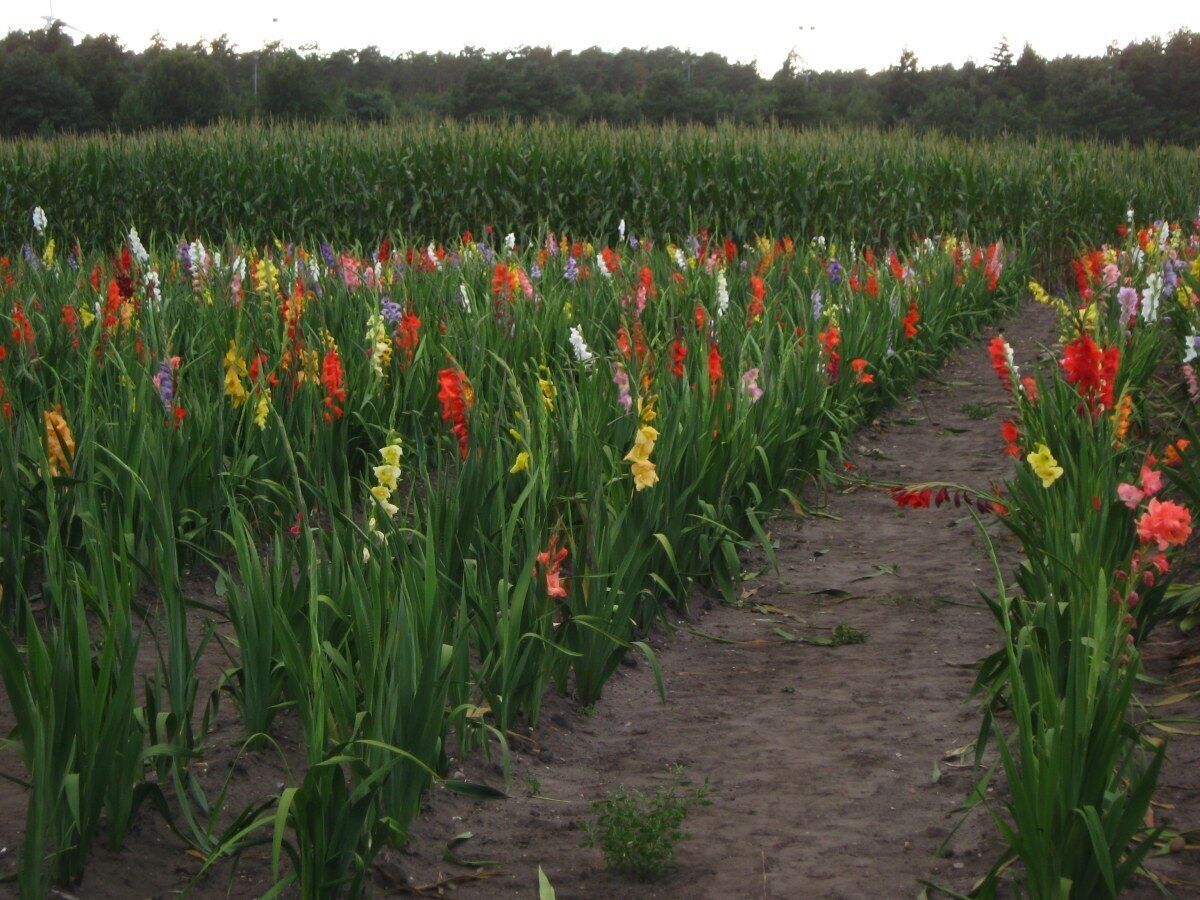 21423 Winsen, Germany