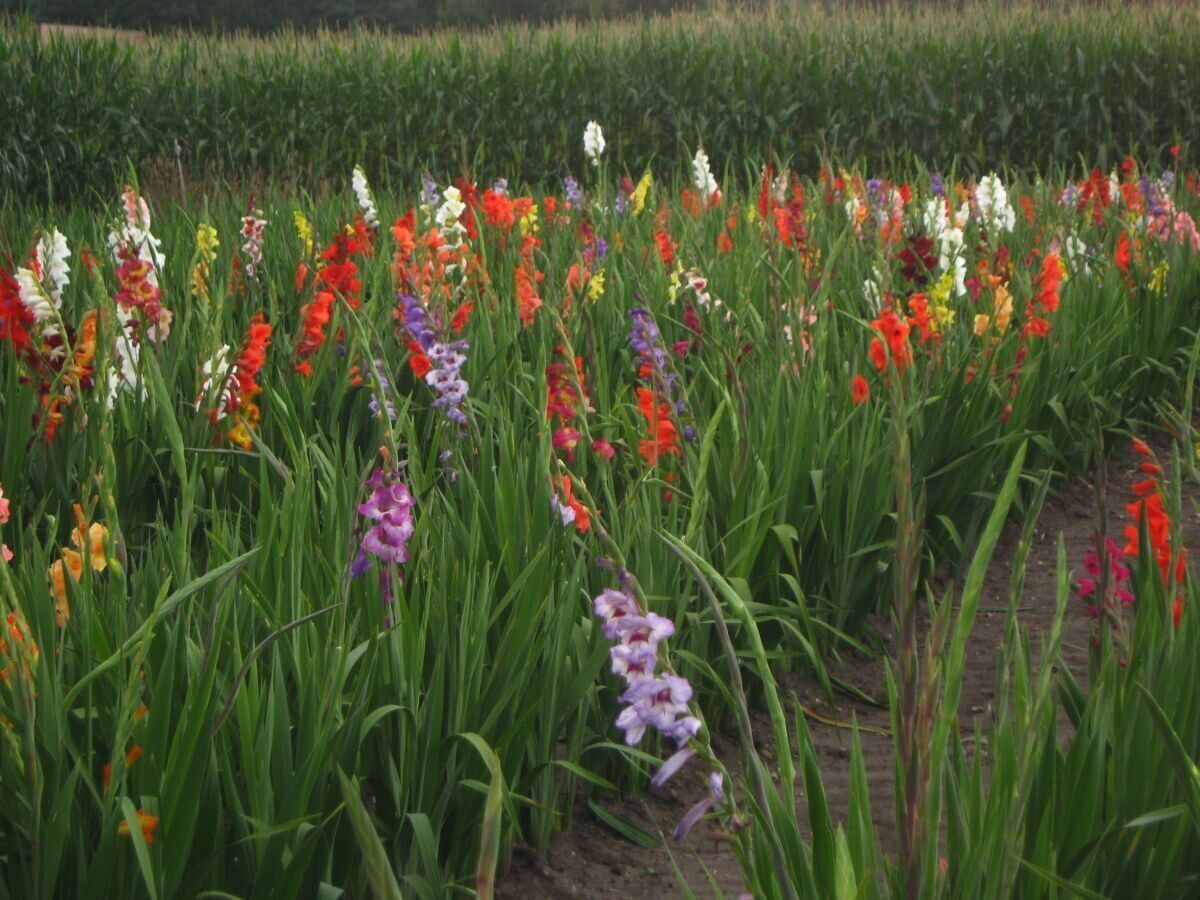 21423 Winsen, Germany