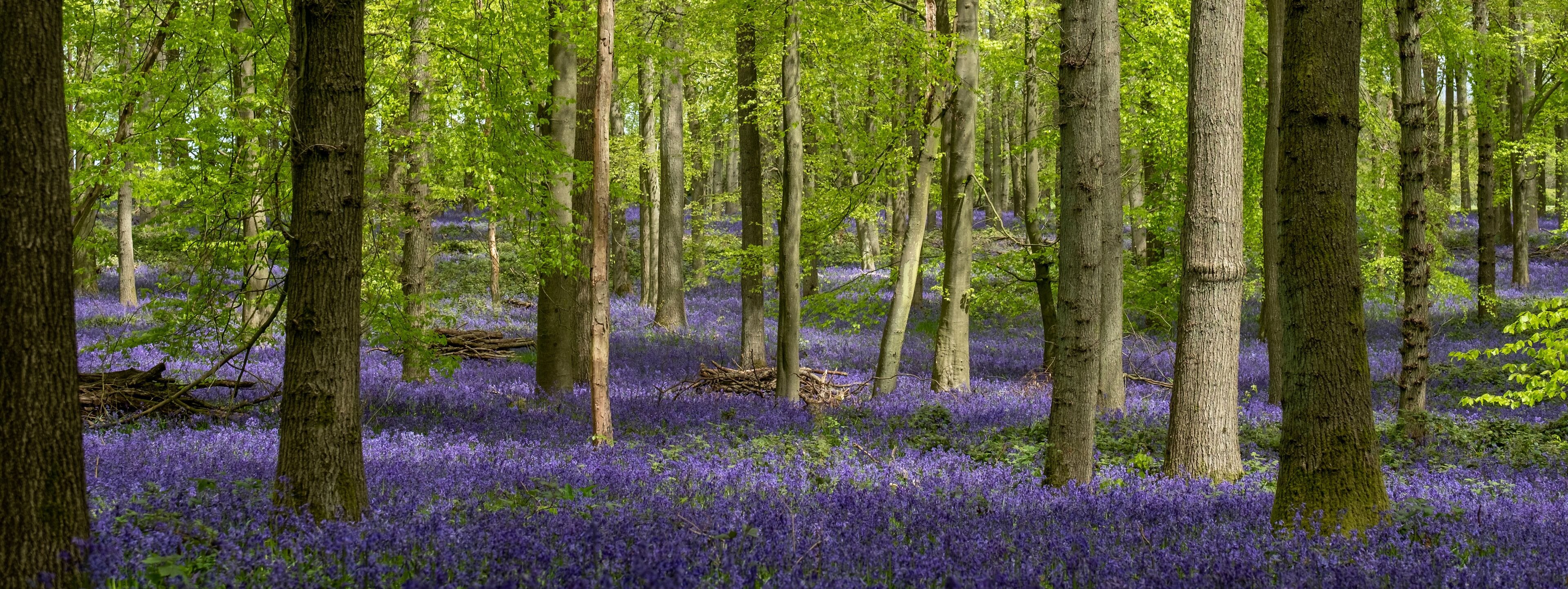 Carpet of bluebells growing in the wild on the forest floor in springtime in Dockey Woods, Buckinghamshire UK. 