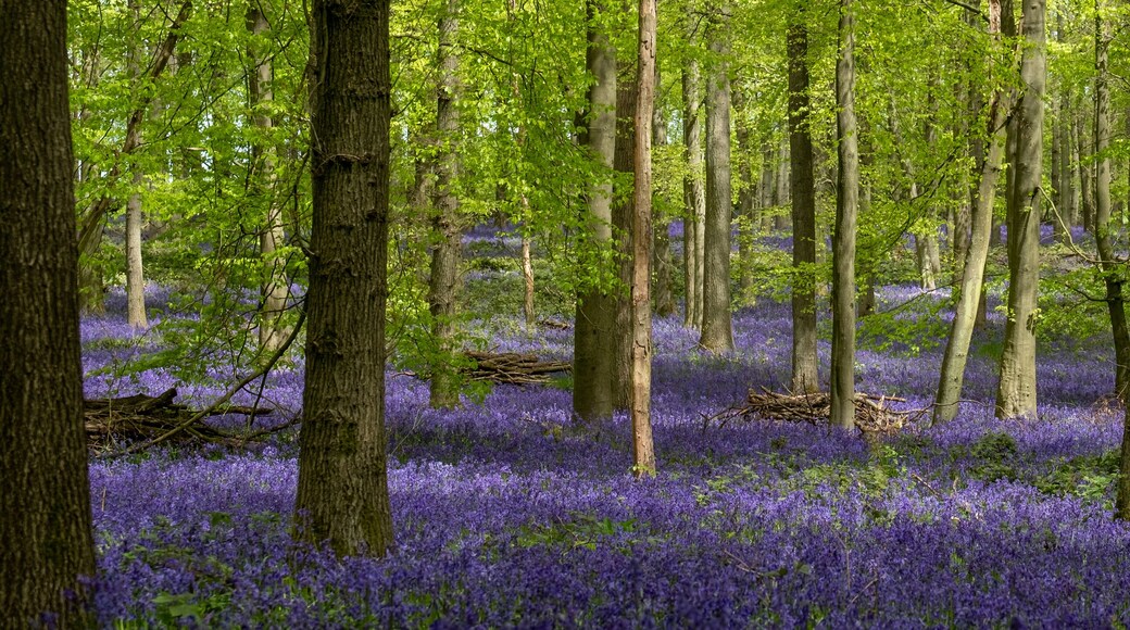 Carpet of bluebells growing in the wild on the forest floor in springtime in Dockey Woods, Buckinghamshire UK.