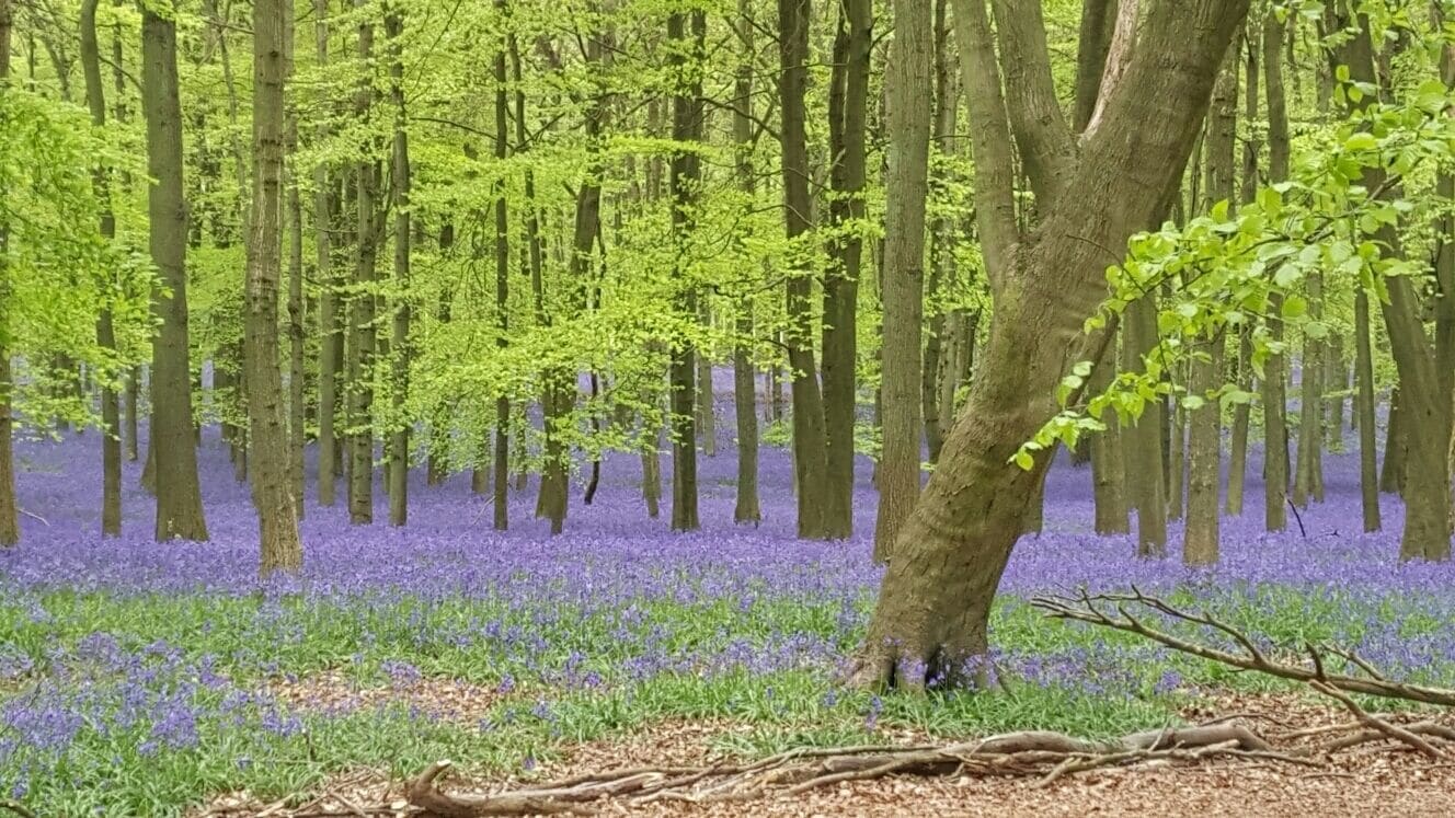 2017 bluebells. 