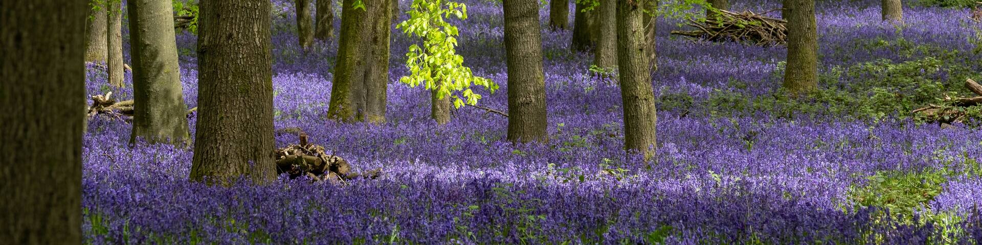 Carpet of bluebells growing in the wild on the forest floor under beech trees in springtime in Dockey Woods, Buckinghamshire UK.