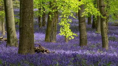 Carpet of bluebells growing in the wild on the forest floor under beech trees in springtime in Dockey Woods, Buckinghamshire UK.