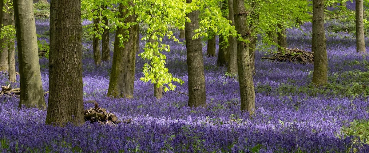 A forest with tall trees and a carpet of purple flowers.