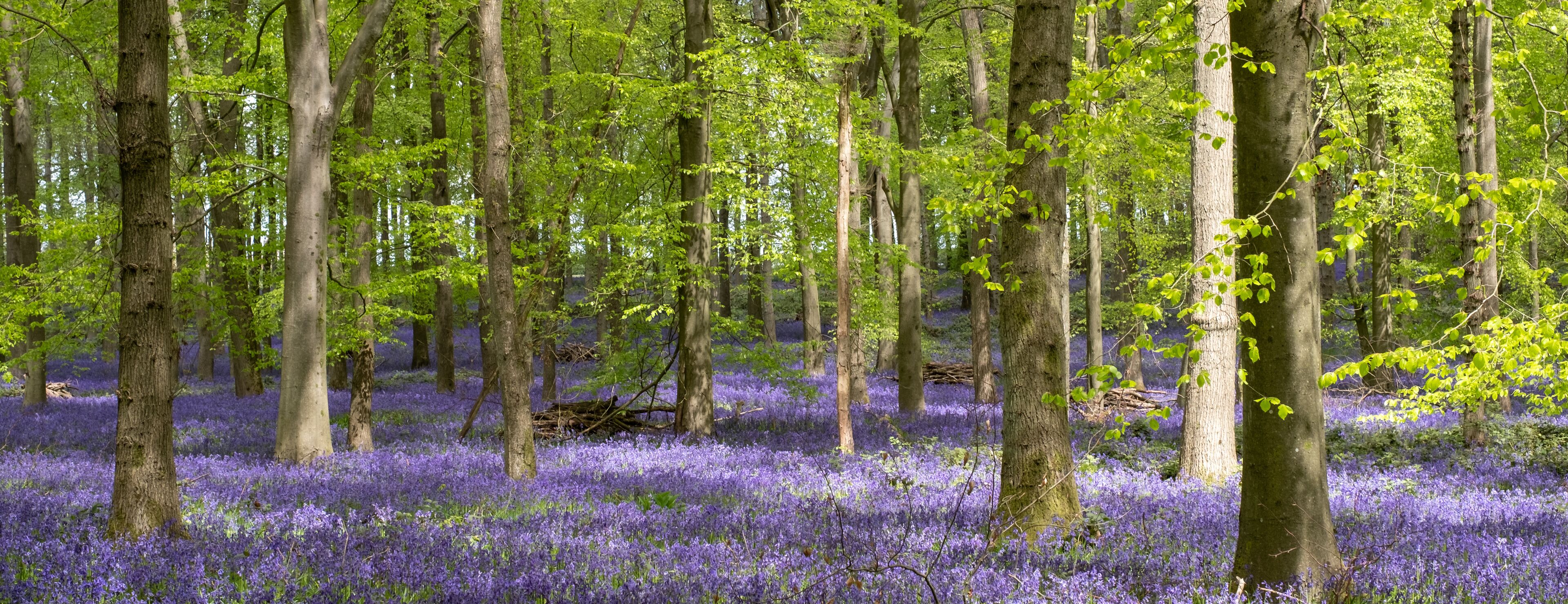 Carpet of bluebells growing in the wild on the forest floor under beech trees in springtime in Dockey Woods, Buckinghamshire UK. 
