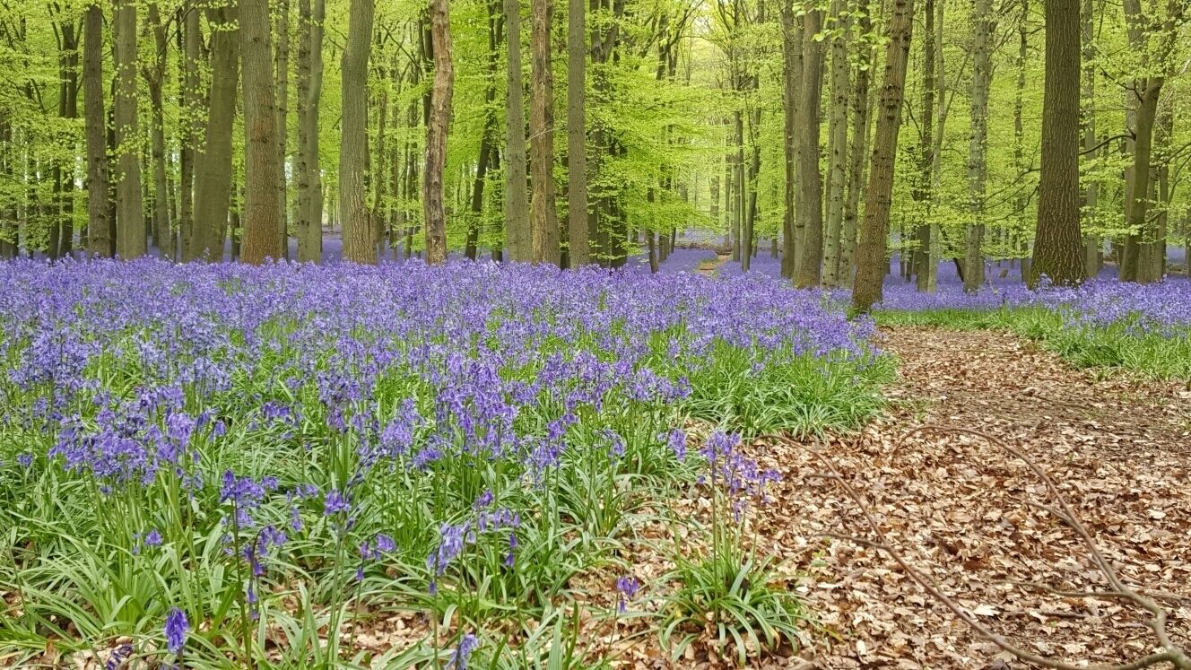 2017 bluebells
