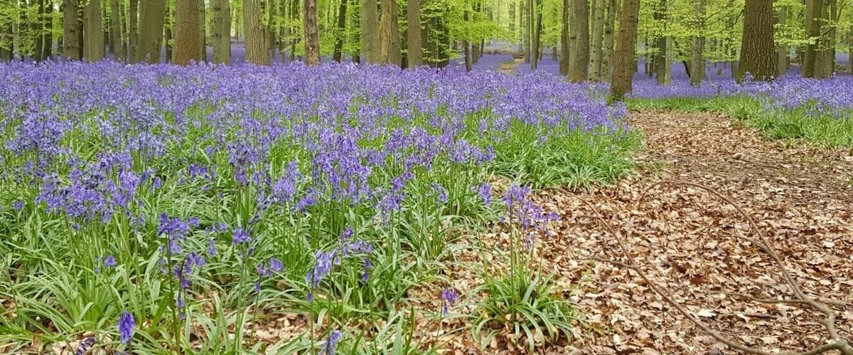 2017 bluebells