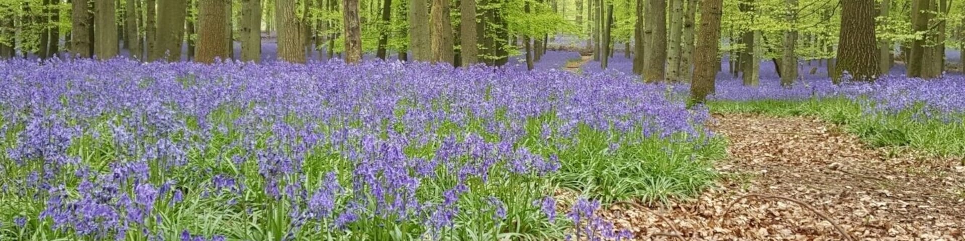 2017 bluebells