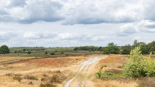 Heather landscape during the summer of nature park Molenveld near Exloo municipality Borger-Odoorn in The Netherlands