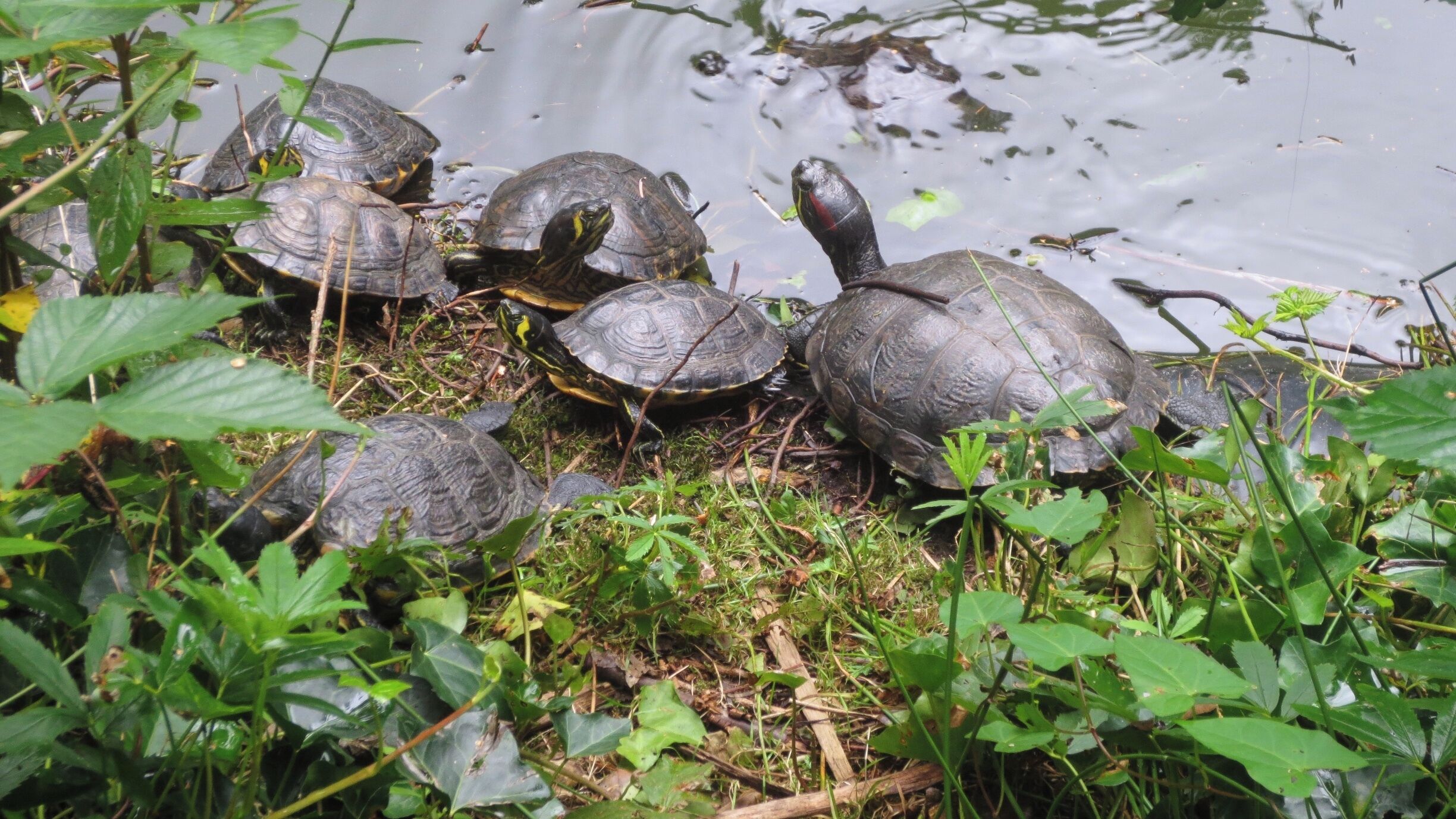 Schildpadden

#KidsFun