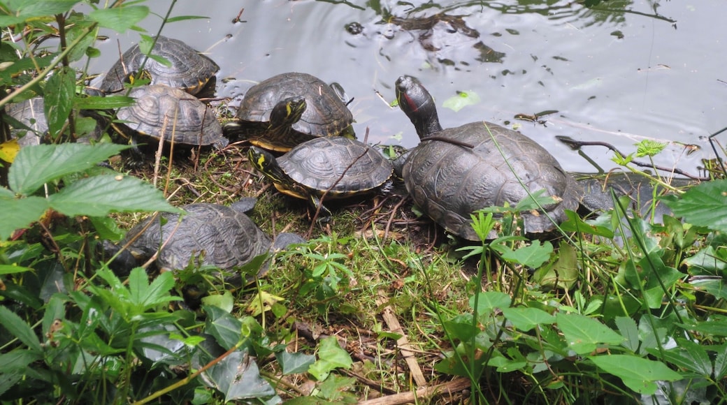 Schildpadden
#KidsFun