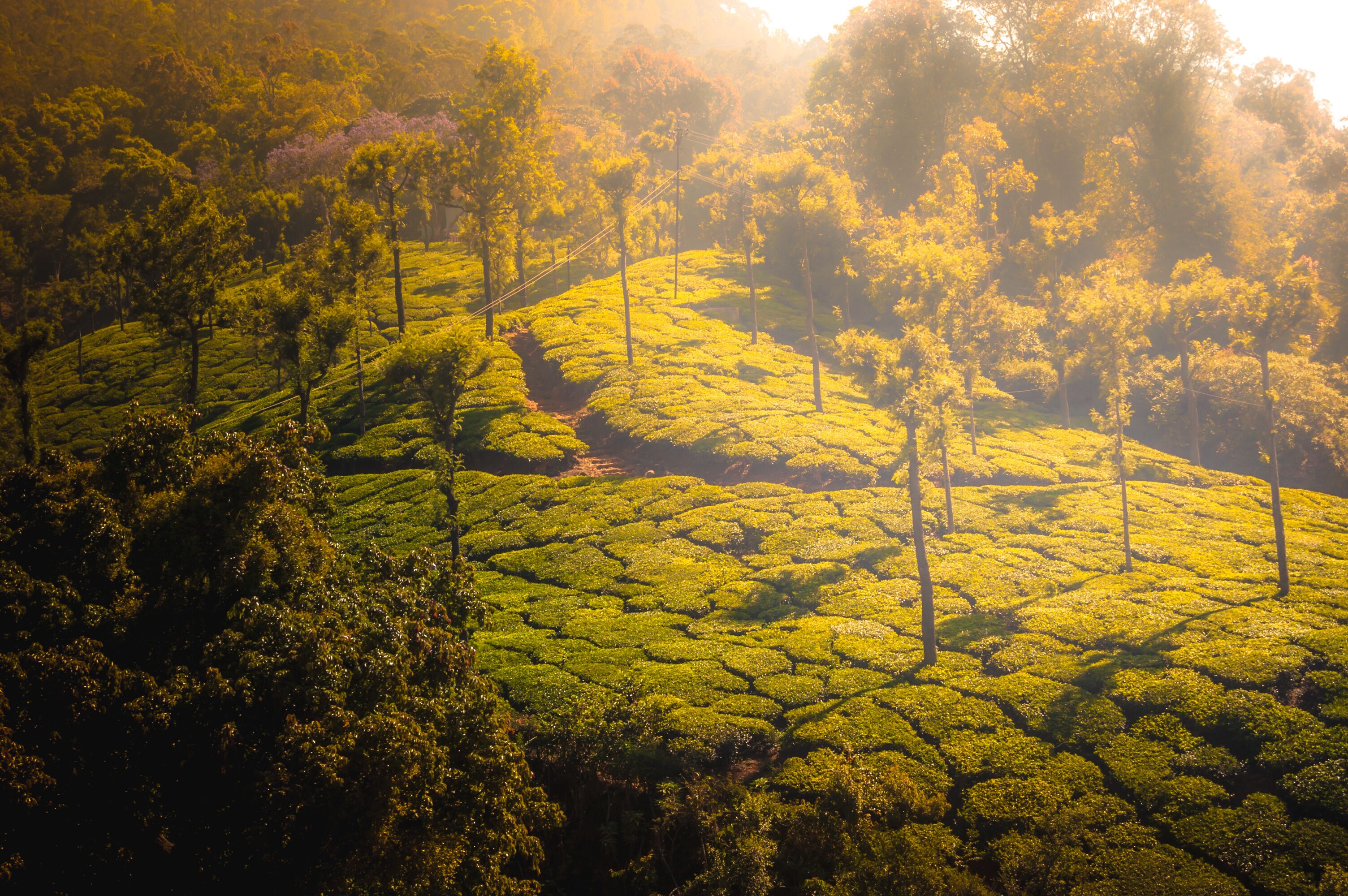 A lush tea plantation with terraced fields and scattered trees.