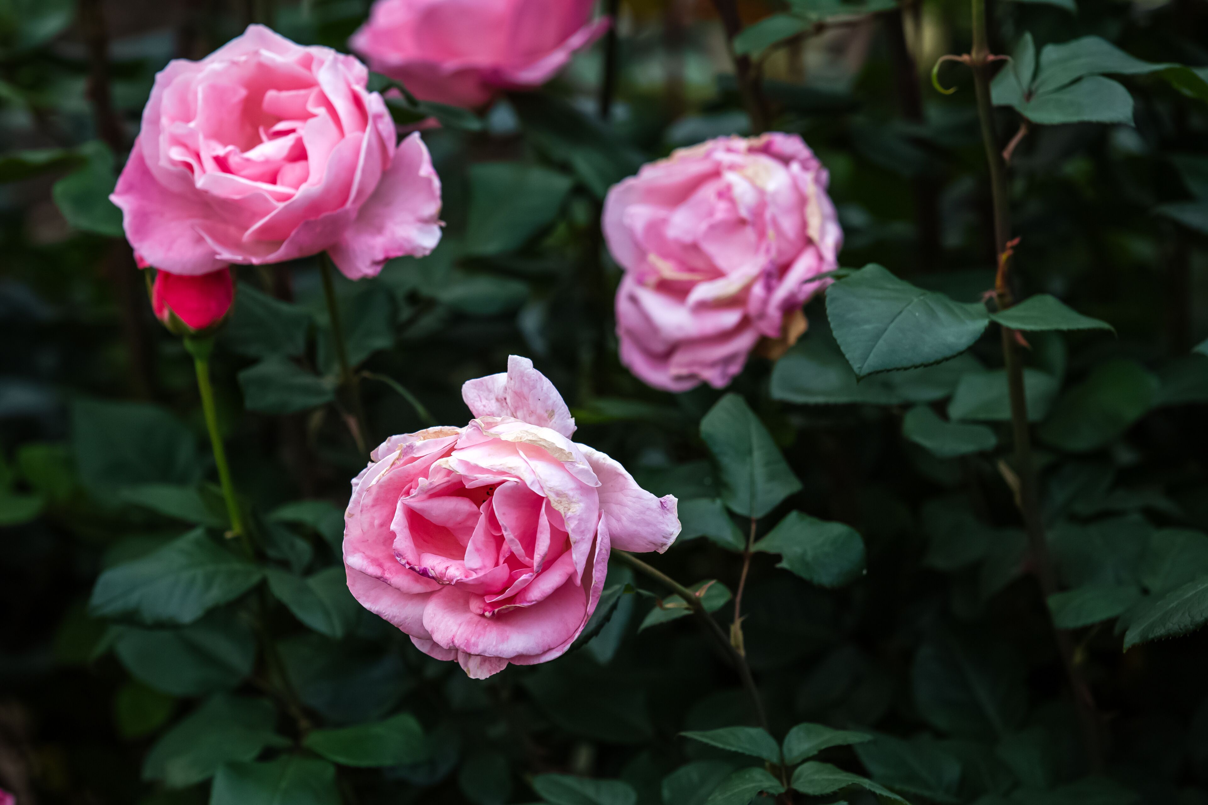 Rosas rosadas en plena floración, rodeadas de follaje verde.