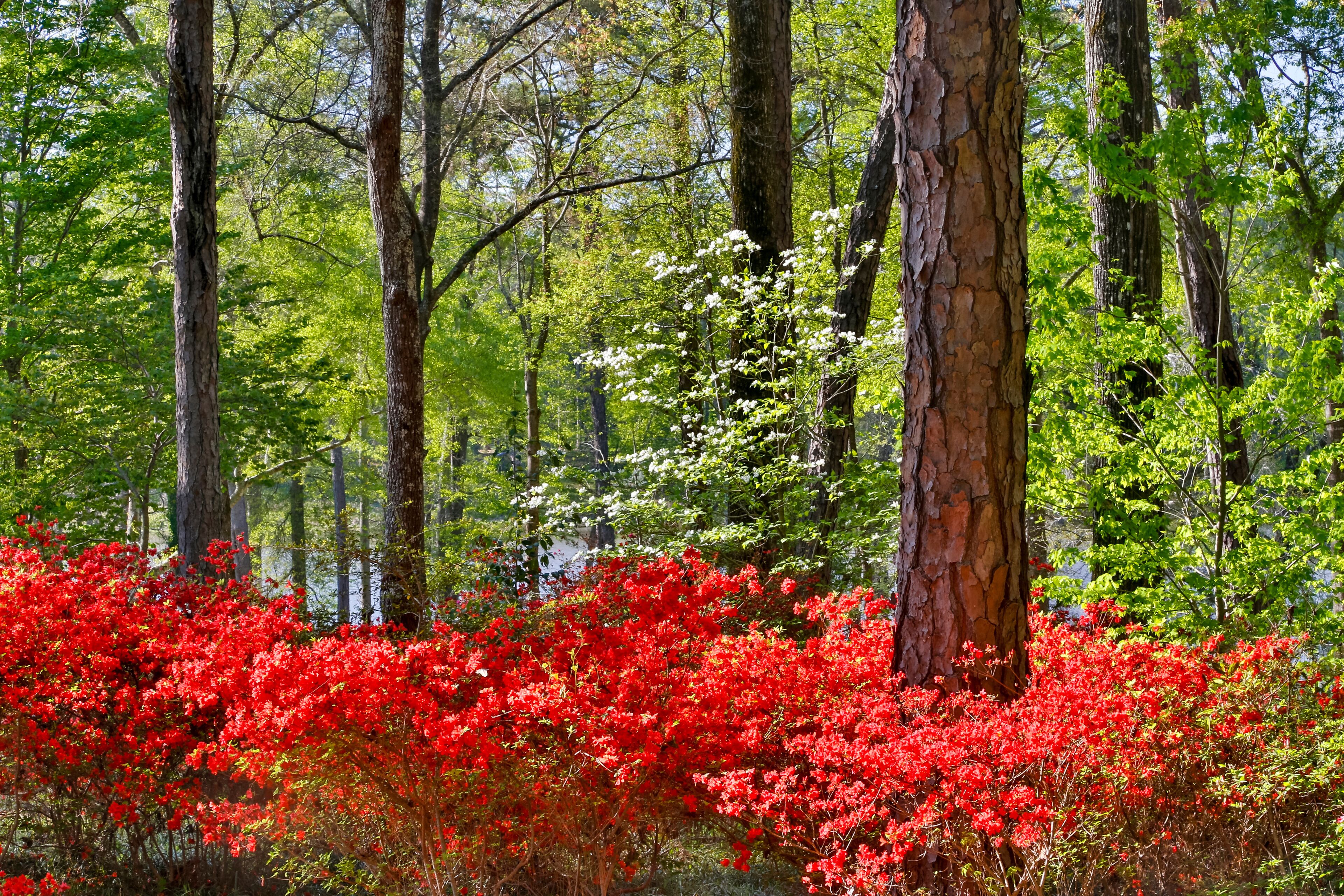 Azaleas in bloom under pine trees, Callaway Gardens, Georgia