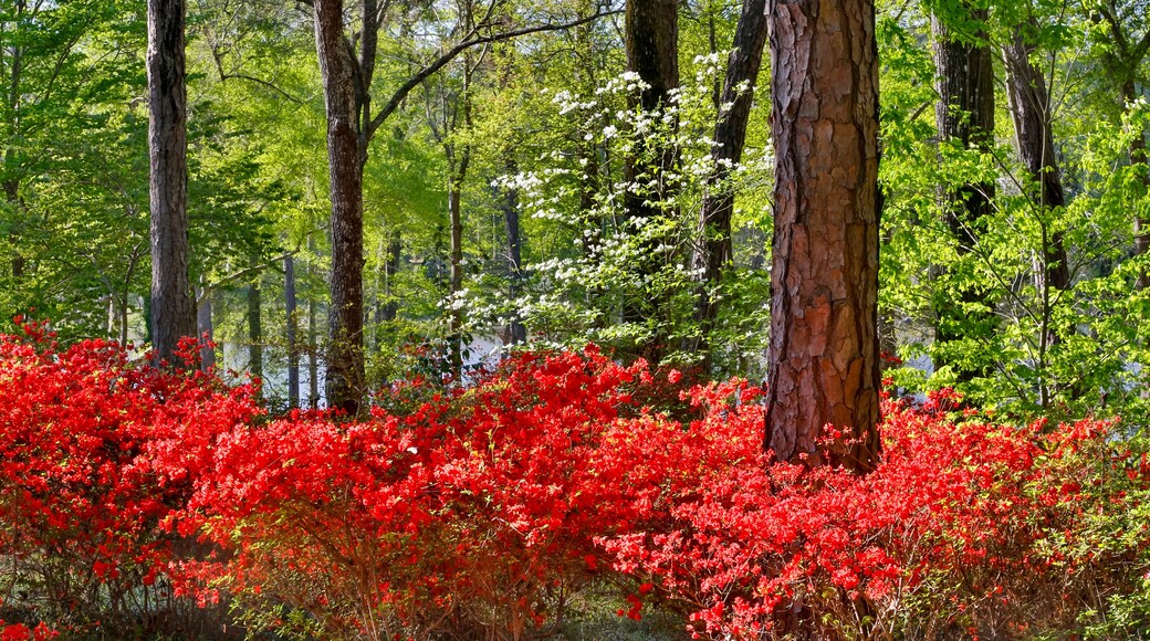 Azaleas in bloom under pine trees, Callaway Gardens, Georgia