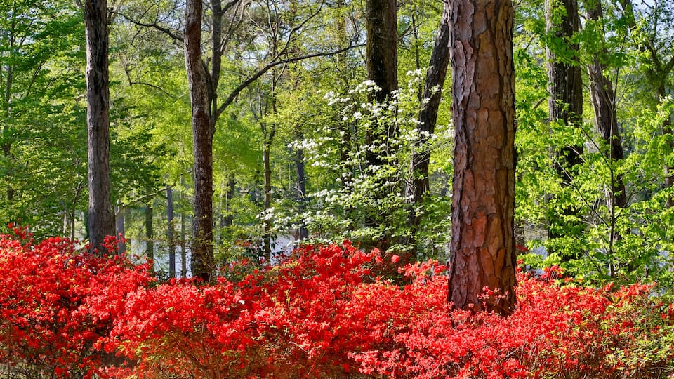A forest with tall trees and red azalea bushes.