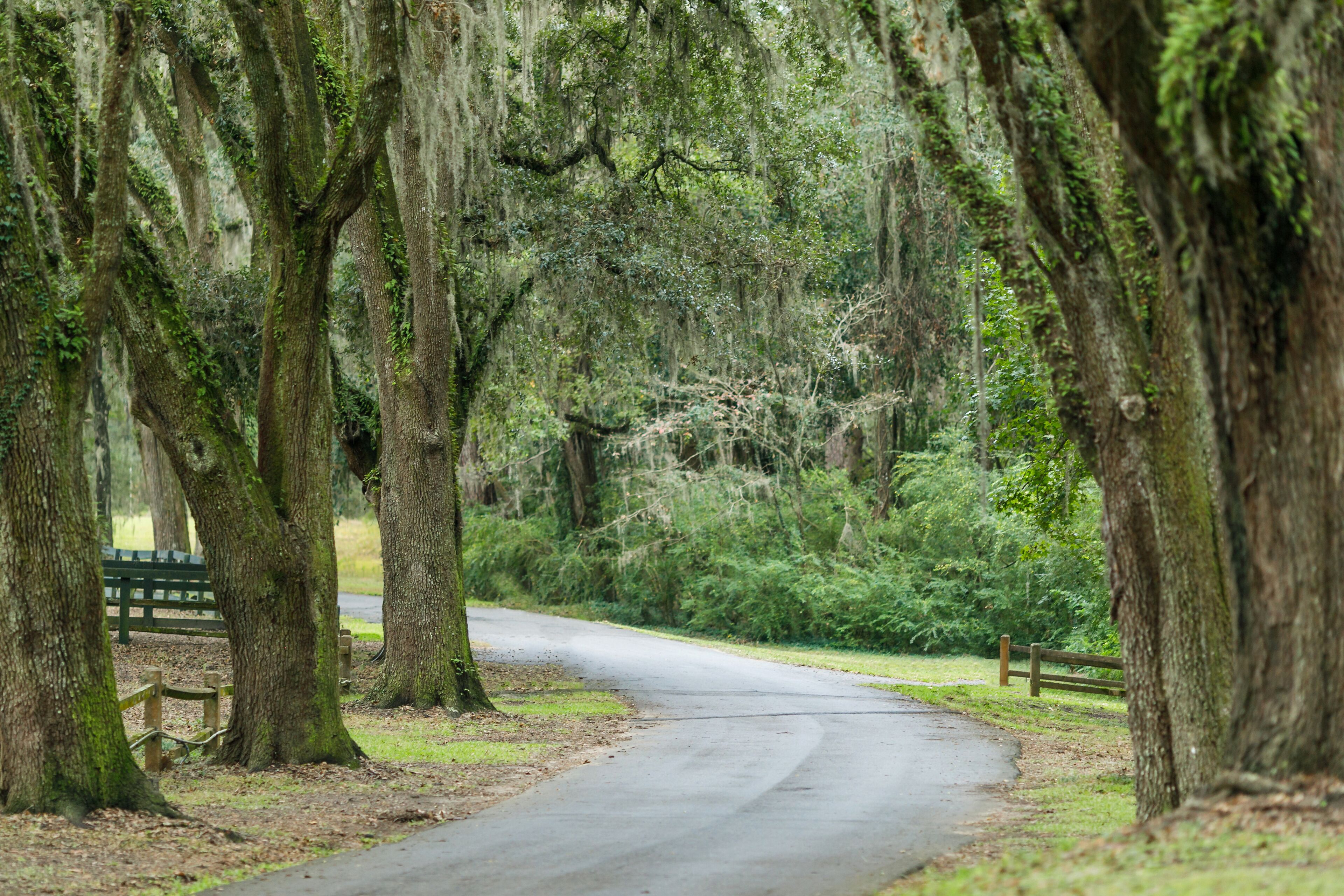 Southern Canody Lined Road with Spanish Moss