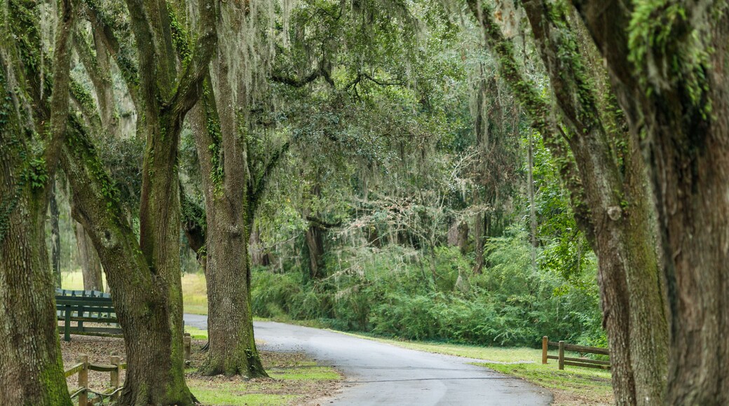 Southern Canody Lined Road with Spanish Moss