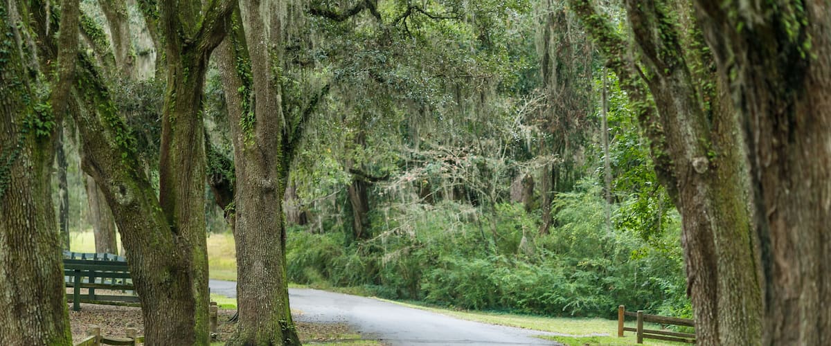 Southern Canody Lined Road with Spanish Moss