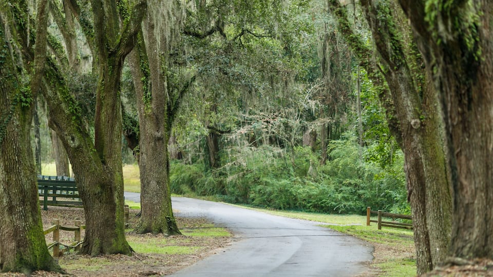 A narrow road flanked by large trees with moss-covered trunks and hanging moss.