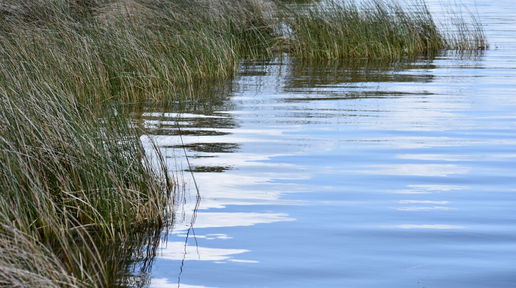 تشوكووينيتي