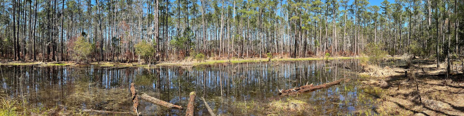 Forested pond in Goose Creek State Park, North Carolina
