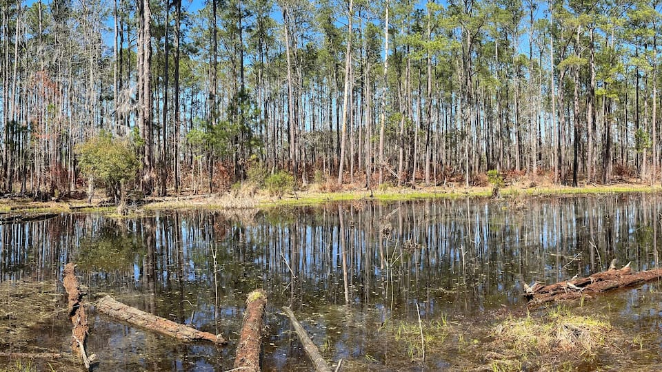 A forest with a pond reflecting trees and sky.