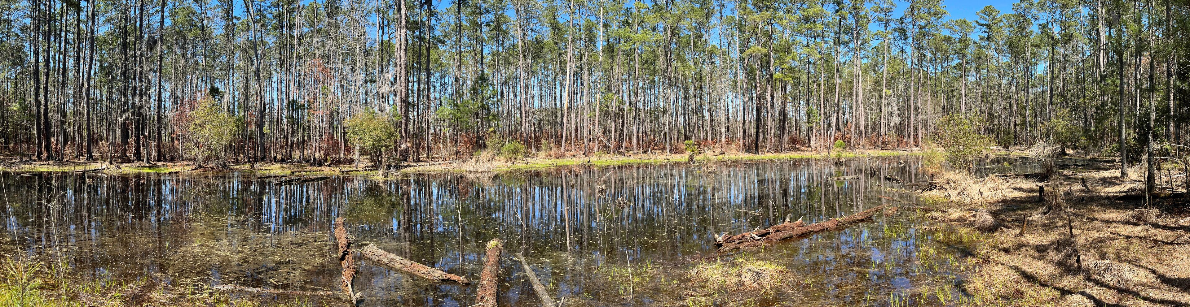 A forest with a pond reflecting trees and sky.