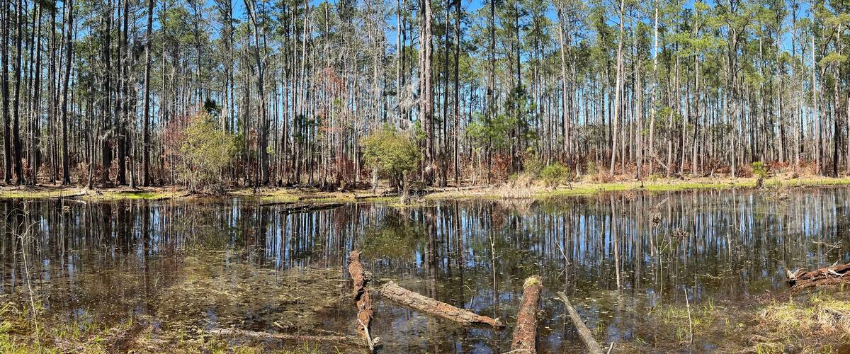 A forest with a pond reflecting trees and sky.