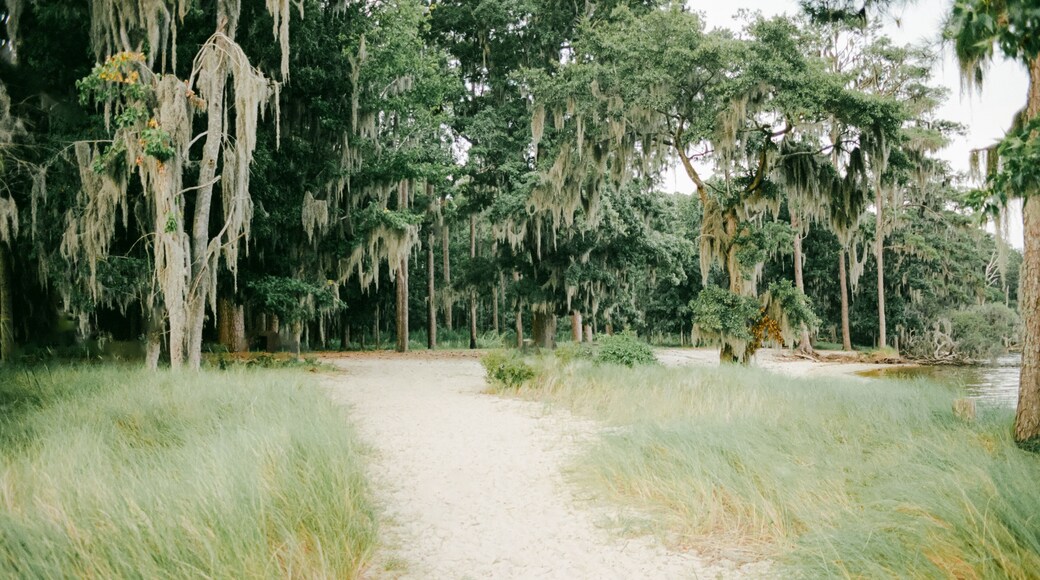 Coastal trail in Washington NC