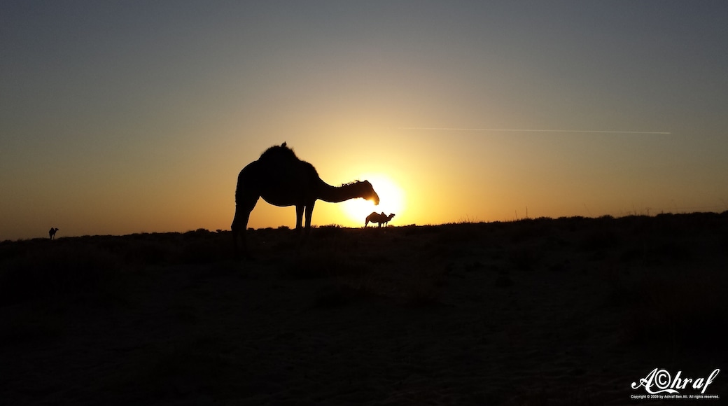 End of Saharian journey full of patience, hope and faith
Fin d'une journée saharienne pleine de patience, espoir et foi
نهاية جولة صحراوية مليئة بالصبر و الأمل و التفاؤل #sahara #patience #faith #foi #hope #جولة صحراوية #صبر #camel #جمل #sunset