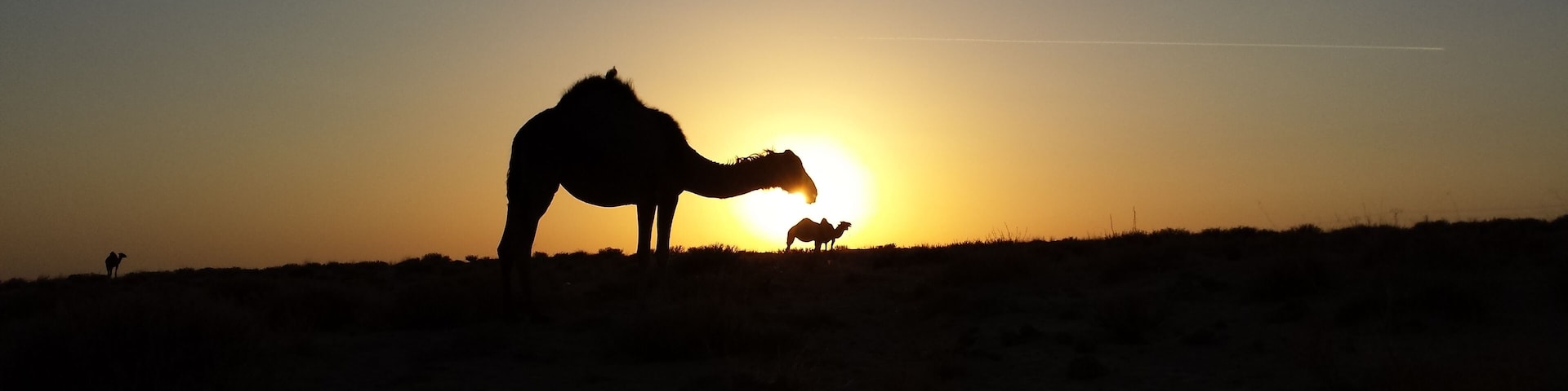 End of Saharian journey full of patience, hope and faith
 Fin d'une journée saharienne pleine de patience, espoir et foi
 نهاية جولة صحراوية مليئة بالصبر و الأمل و التفاؤل #sahara #patience #faith #foi #hope #جولة صحراوية #صبر #camel #جمل #sunset