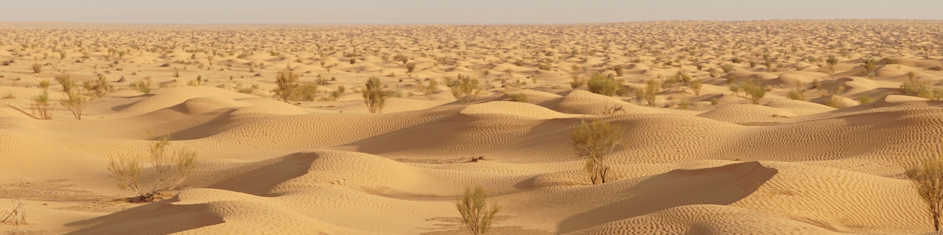 Desert landscape with dunes in the Sahara Desert near Douz, Tunisia.