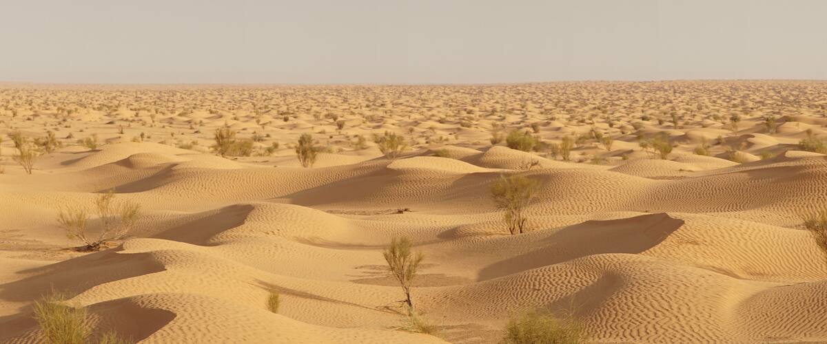 A vast desert landscape with rolling sand dunes and sparse vegetation.